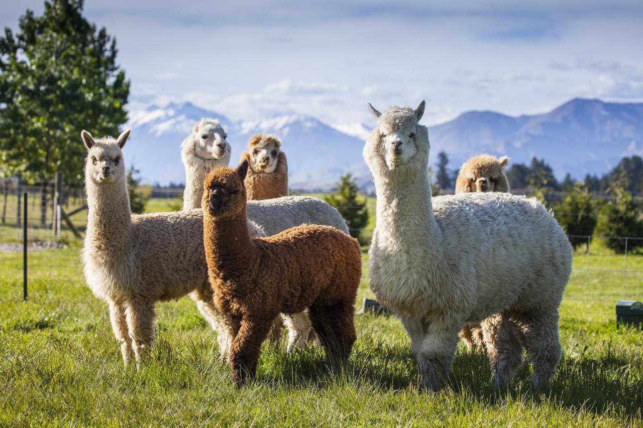 Criffel Station Farmstays Luggate Dış mekan fotoğraf