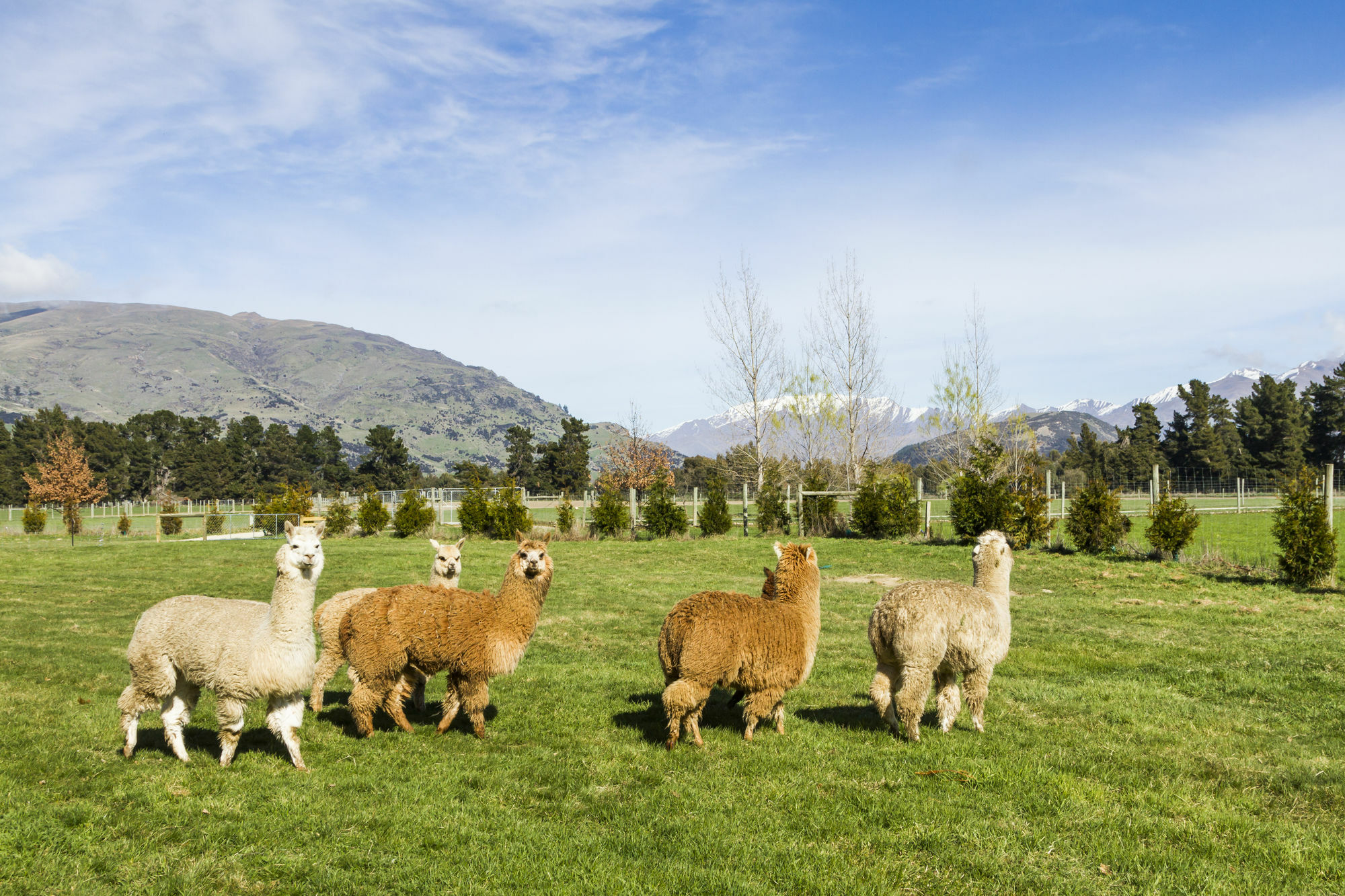 Criffel Station Farmstays Luggate Dış mekan fotoğraf