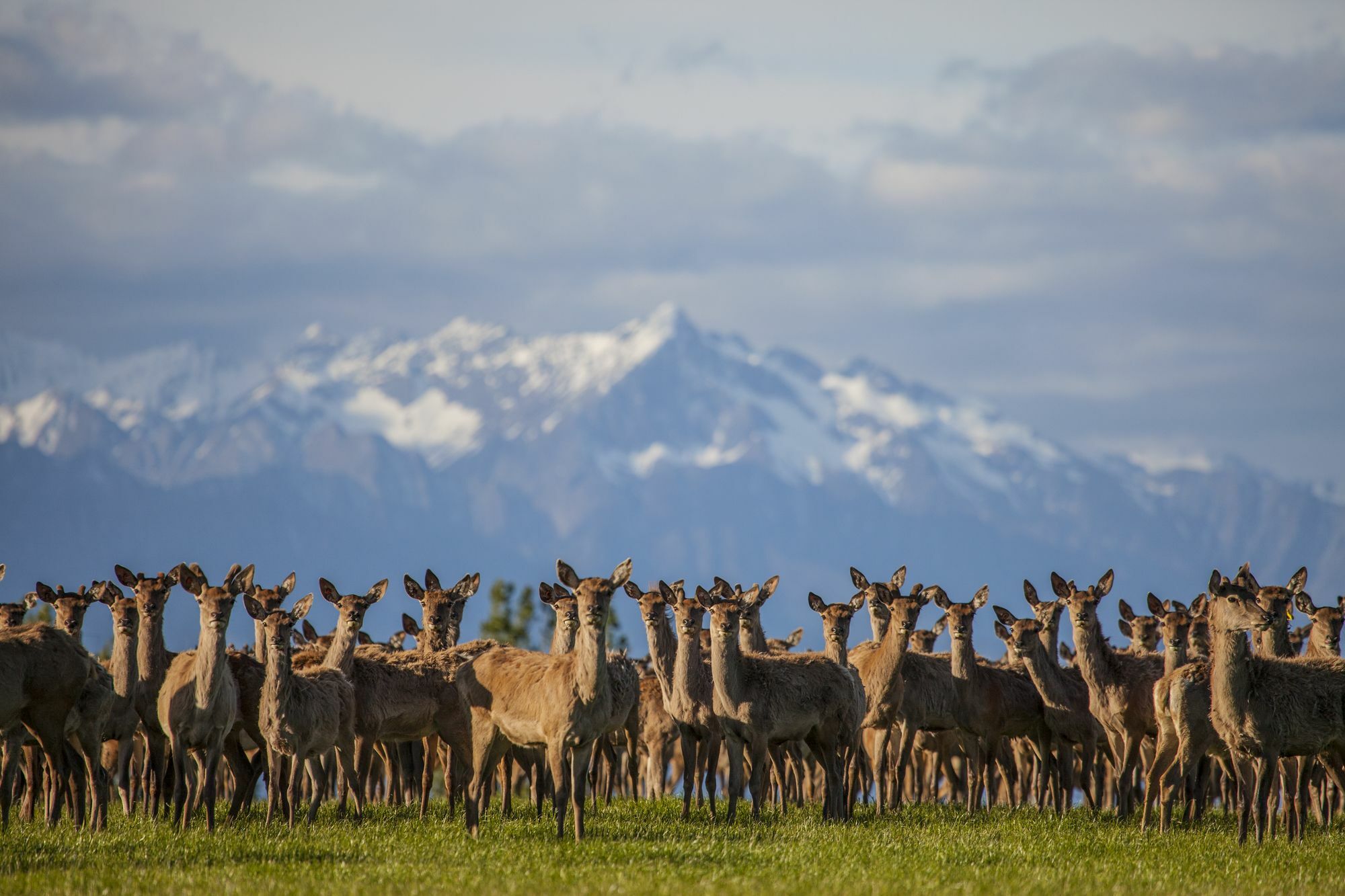 Criffel Station Farmstays Luggate Dış mekan fotoğraf